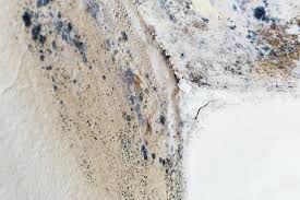 Mold Odor Removal Services in Freeport, TX